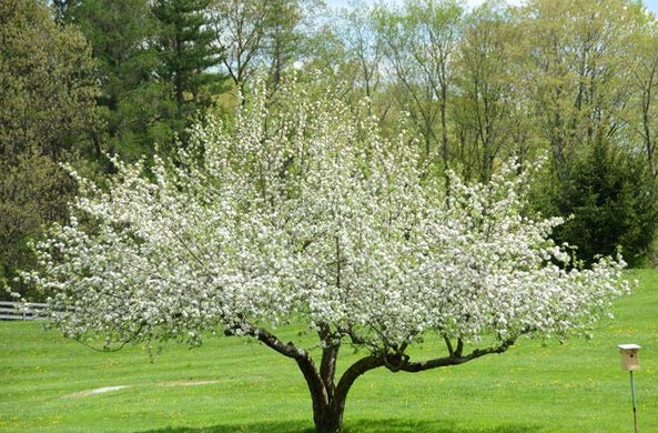 обработка яблонь весной