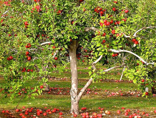 яблоневый сад