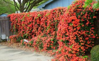Кампсис (Текома) – одна из наиболее эффектно цветущих лиан