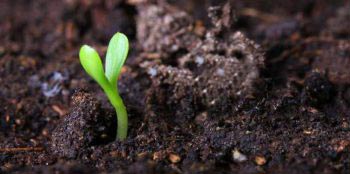 Плодородие - это способность выращивания здоровых растений