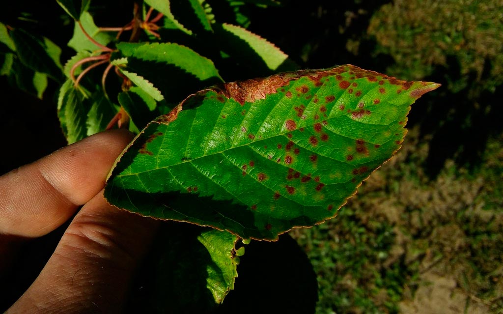 Тля на яблони: желтые пятна и скручивающиеся листья – первые симптомы 