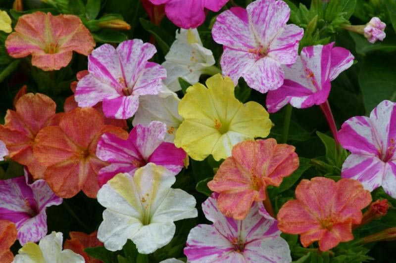 Разноцветные цветки мирабилиса
