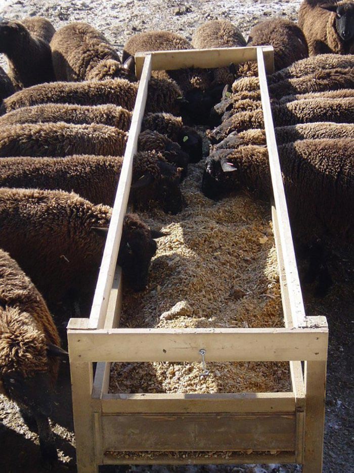 Создание кормушек, поилок и яслей для овец в собственном исполнении