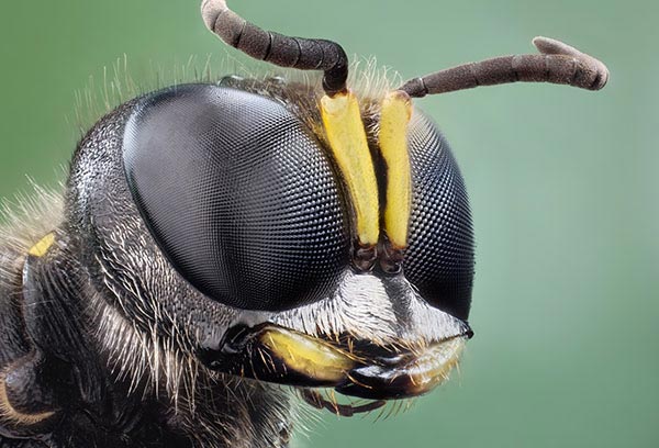 Сильно увеличенное фото глаз осы