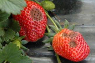 Пораженные ягоды земляники