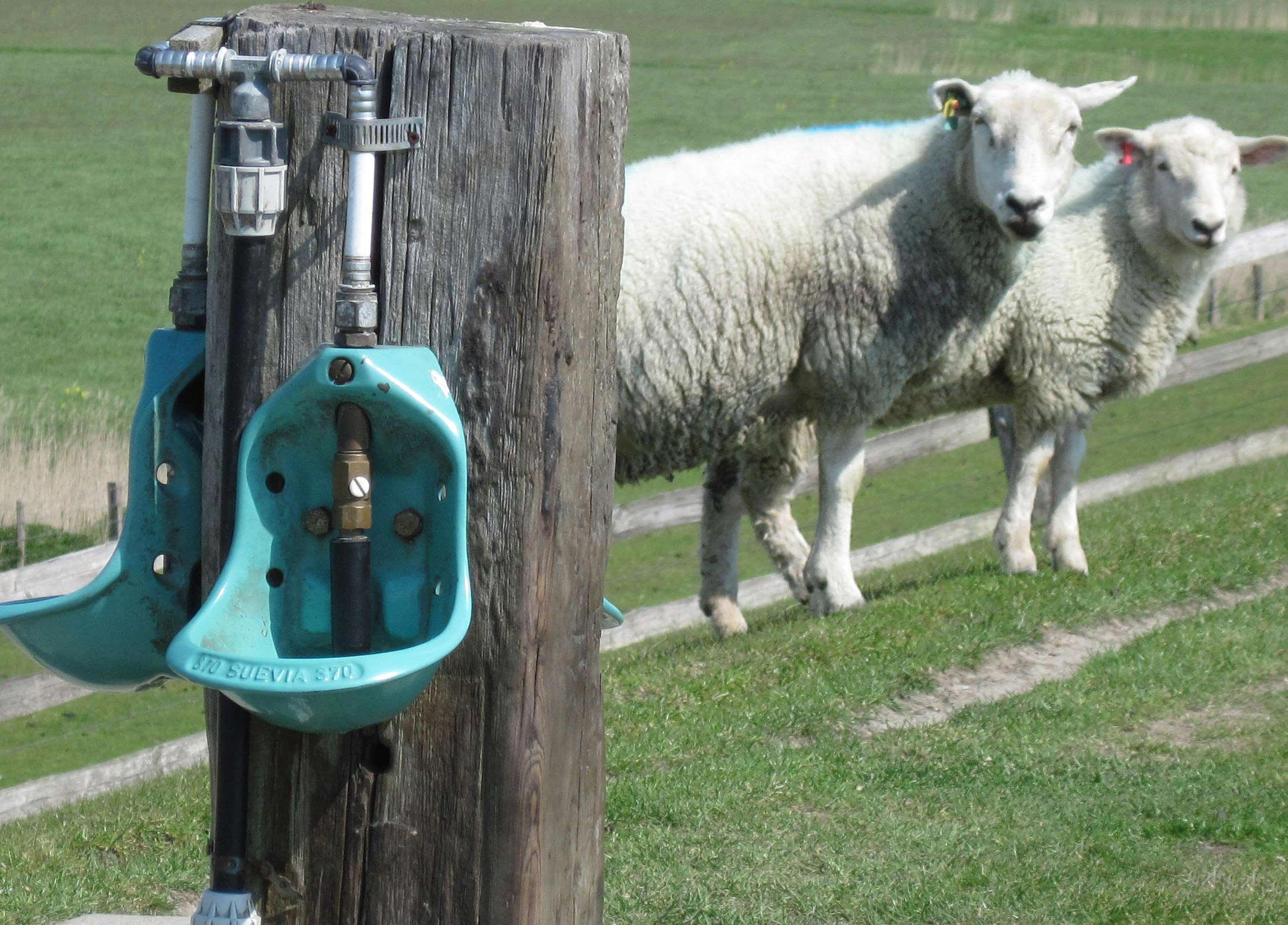 Кормушки для овец: фото, видео, чертежи как сделать ясли кормушки и поилки