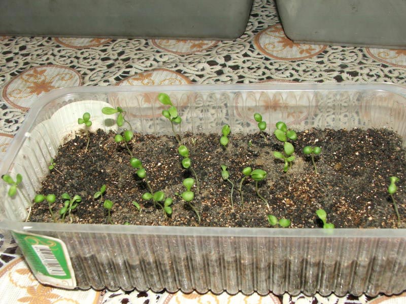 Выращивание камнеломки из семян
