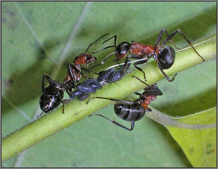 Симбиоз тлей и муравьев нерушим. Борьба с тлями не будет эффективной без борьбы с муравьями. Например, можно обработать гнезда муравьев нашатырем, борной кислотой, препаратами «Рейд» или «Раптор».
