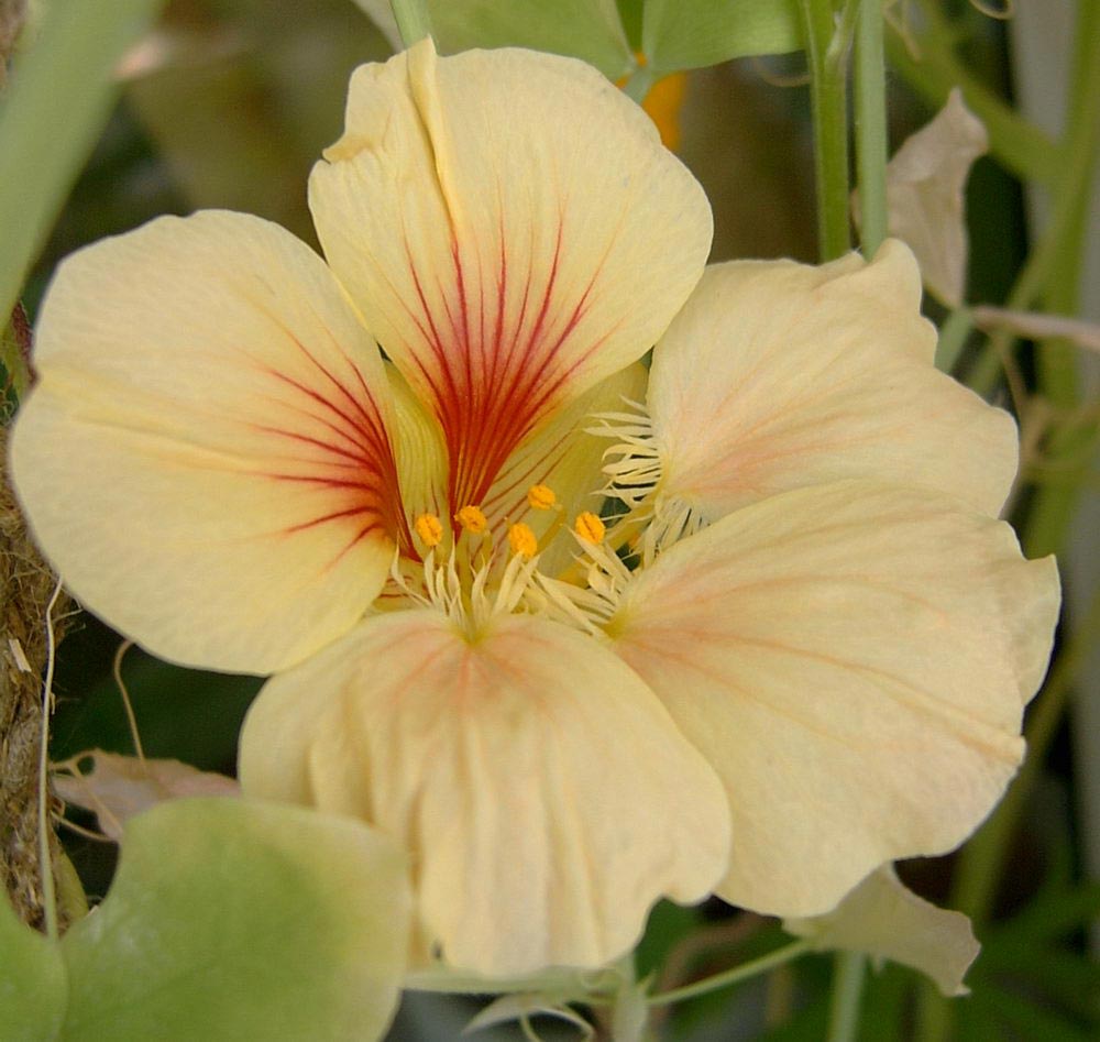 Настурция – одно из растений, чей запах отпугивает тлю. Если теплица малой площади и ее жалко отдавать под цветы, можно посадить растения с резким запахом, которые будут использованы в пищу: мяту, чеснок, горчицу, кориандр.