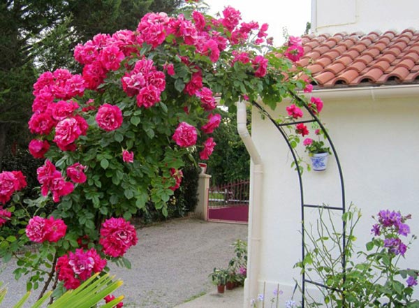 Садовые арки для цветов (металлическая арка для роз)