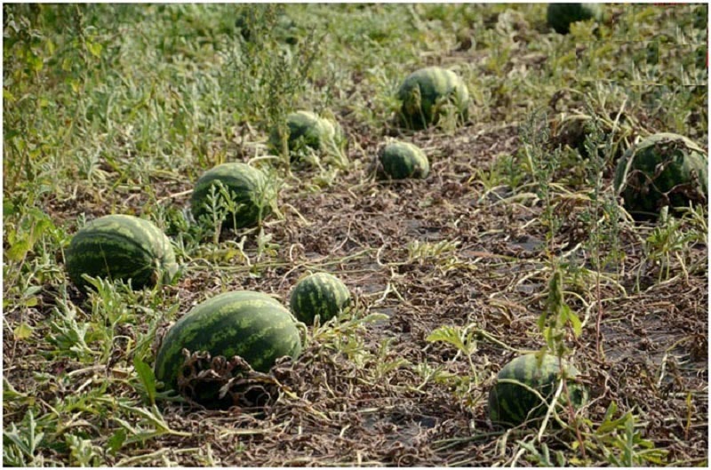 В количестве урожая играет роль и способ выращивания арбузов