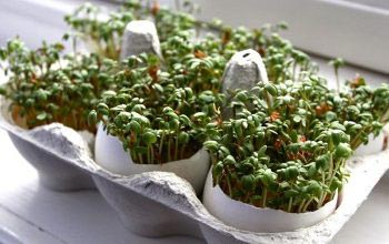 Как вырастить салат
