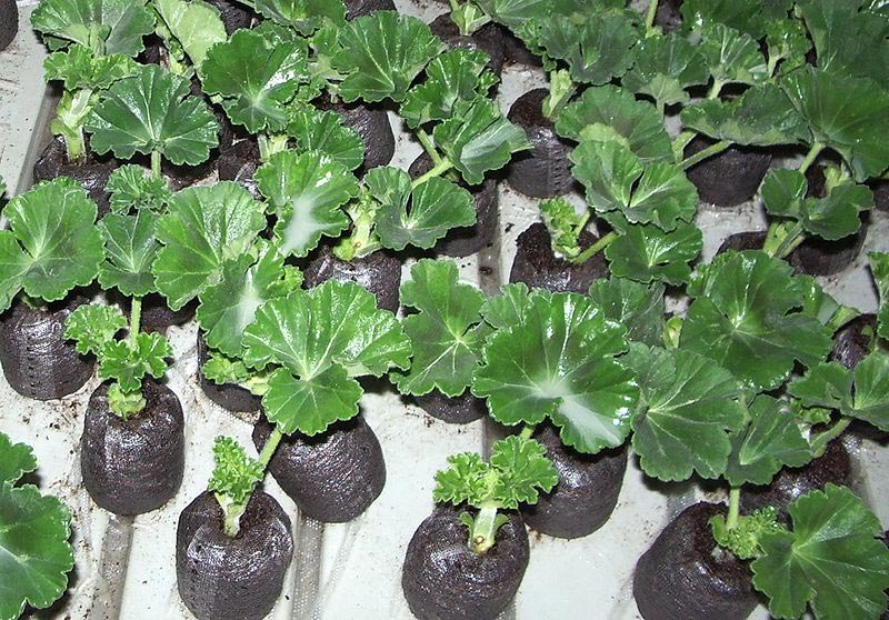 Уход и выращивание герани: высадка