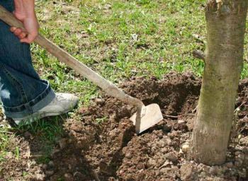 Как рыхлить почву у деревьев