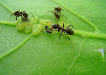 Обязательно проводите борьбу с муравьями на участке