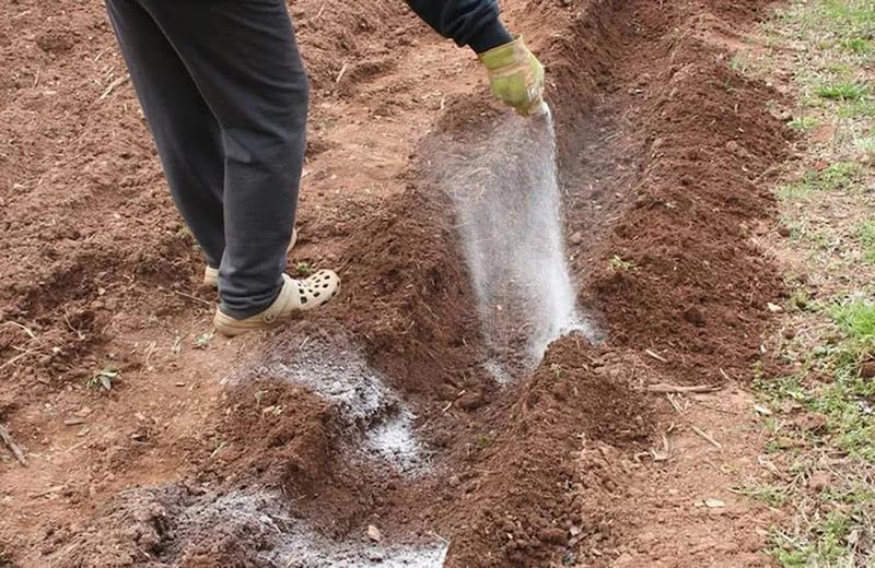 Обработка почвы перед посадкой картофеля