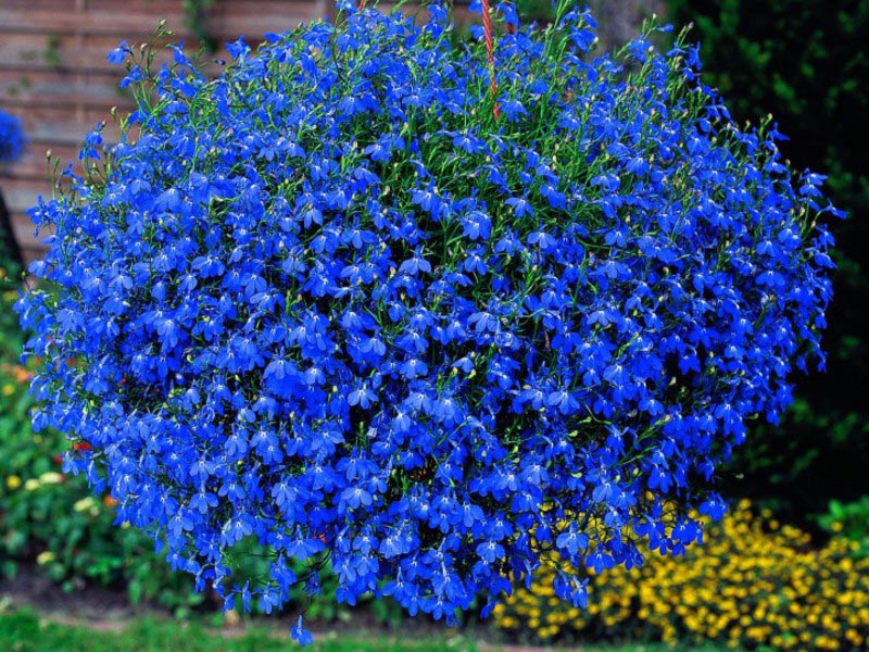 Голубые цветы лобелии