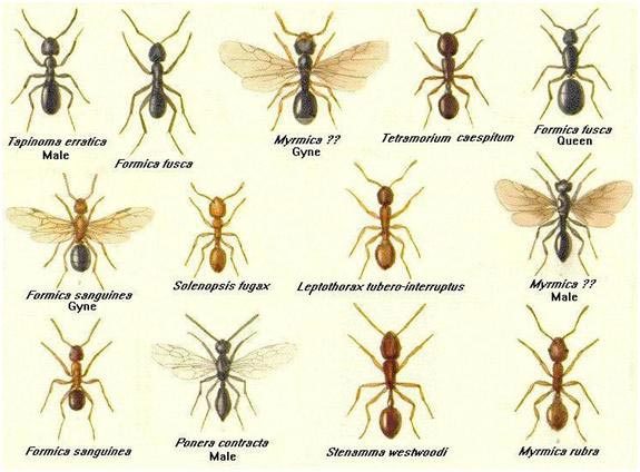 Основные виды муравьев обитающих на дачном огороде