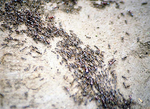 Передвижение муравьев на участке
