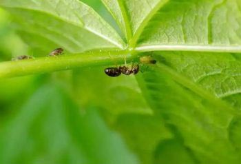 Скопление муравьев на кустах малины является признаком появления тли