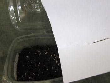 Выращивание стрептокарпуса из семян