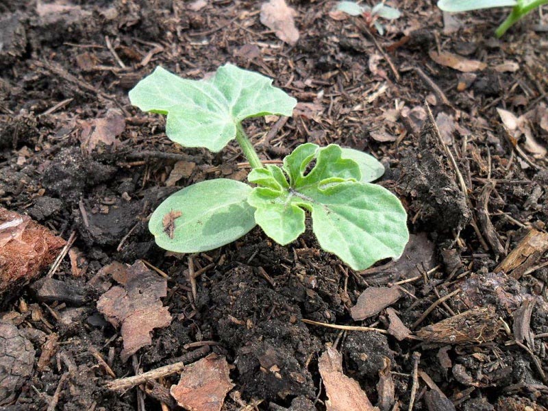 Размножая арбузы с помощью рассады, растение быстрее приживается и растет