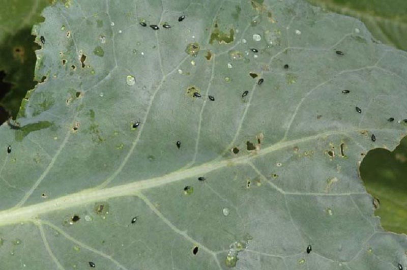 Пораженный капустной мухой лист