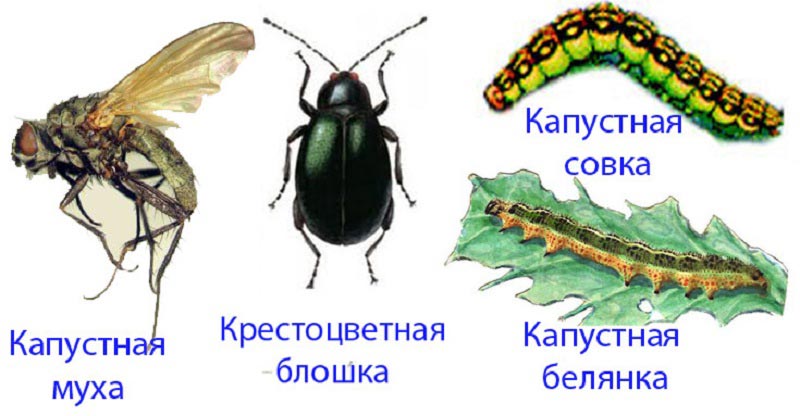 Методы борьбы с капустной мухой и другими вредителями