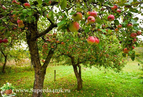 Подкормка яблони весной