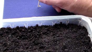 Семена флокса должны лежать на поверхности почвы