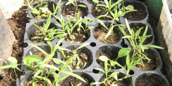 В кассетах саженцы выращивают перед посадкой в ​​открытый грунт