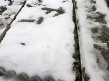 Посеять семена флоксов под зиму можно в любую емкость