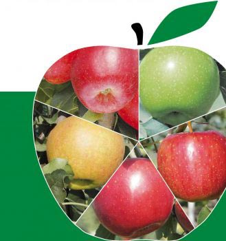 Правильно подобранные сорта яблонь снижают вероятность поражения