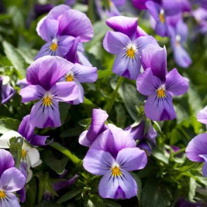 Цветы Фиолетового Цвета Названия И Фото