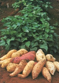 Сладкий картофель — батат