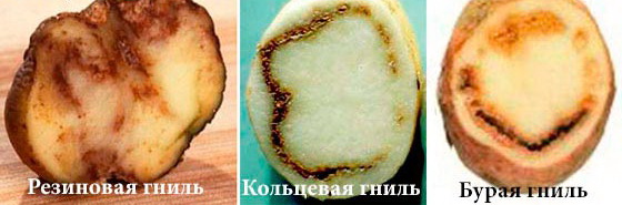заболевание картофеля - резиновая гниль