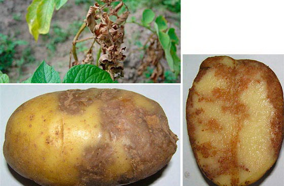 заболевание картофеля - фитофтороз