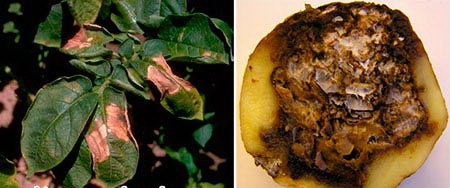 заболевание картофеля - фузариоз