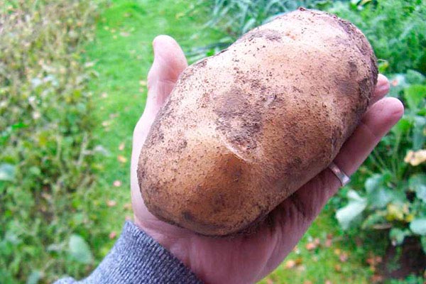 крупная картошка