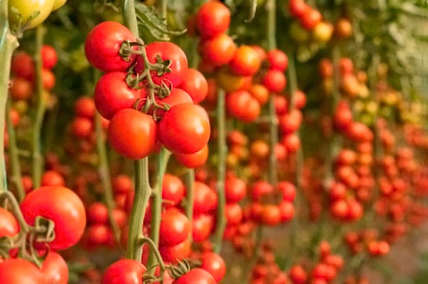 увеличить урожай помидоров
