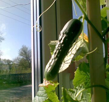 выращиваем огурцы на окне 