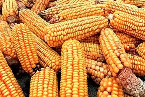 плохой урожай кукурузы