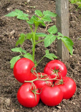 Правильный подбор семян помидоров – гарантия хорошего урожая