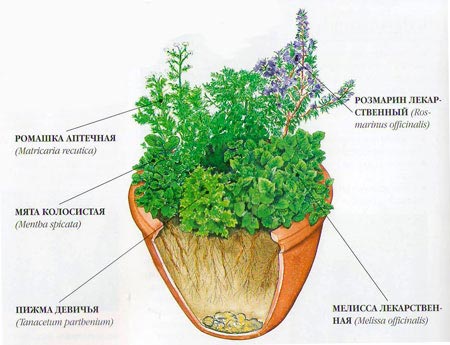 Как вырастить лекарственные растения дома