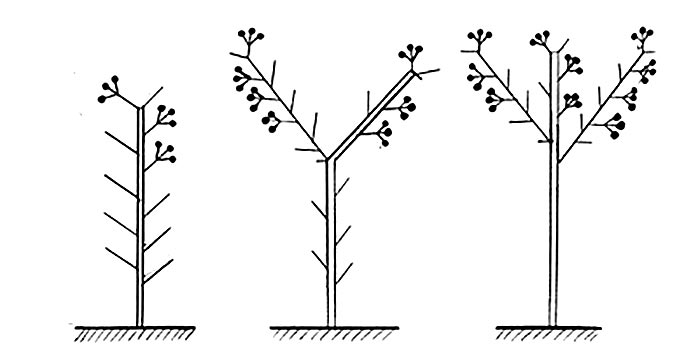 Схема формирования кустов баклажана