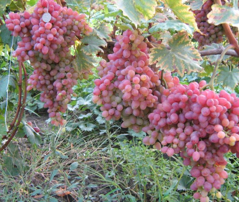 При использовании препарата «Гиббереллин» грозди вырастают до 2 кг