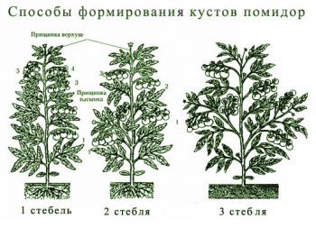 Как формировать томаты в 1, 2 или 3 стебля
