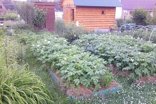 выращивание картошки под соломой
