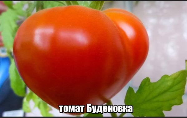 Сорт томата Буденовка