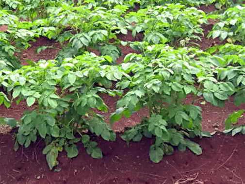 Растение картофеля «Беллароза»